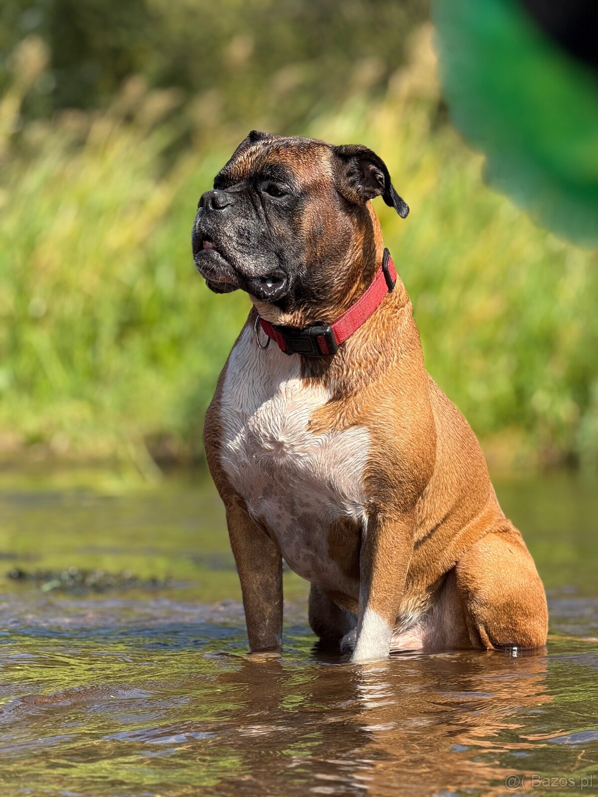 Boxer szczeniak rodowód bokser - 13