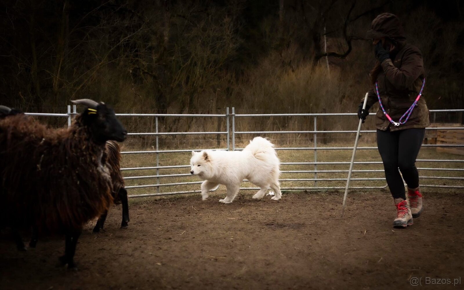Samojed z FCI/PP – urodzone szczenięta z wyjątkowego skojarz - 13