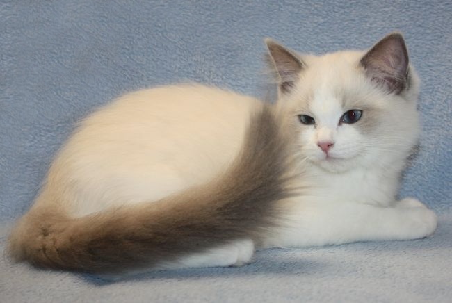 RAGDOLL koťátka: - 13