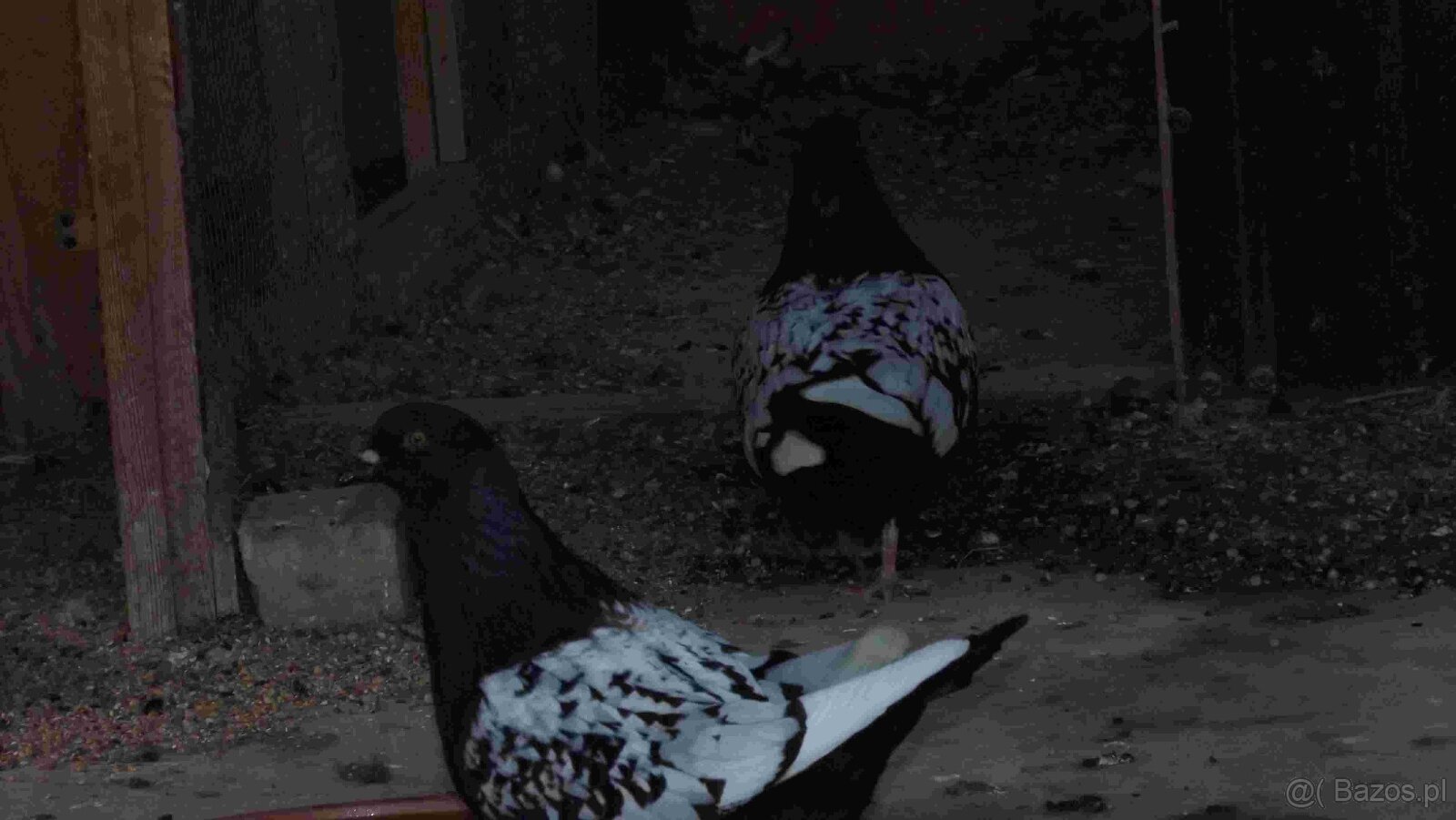 sprzedam gołębie - 13