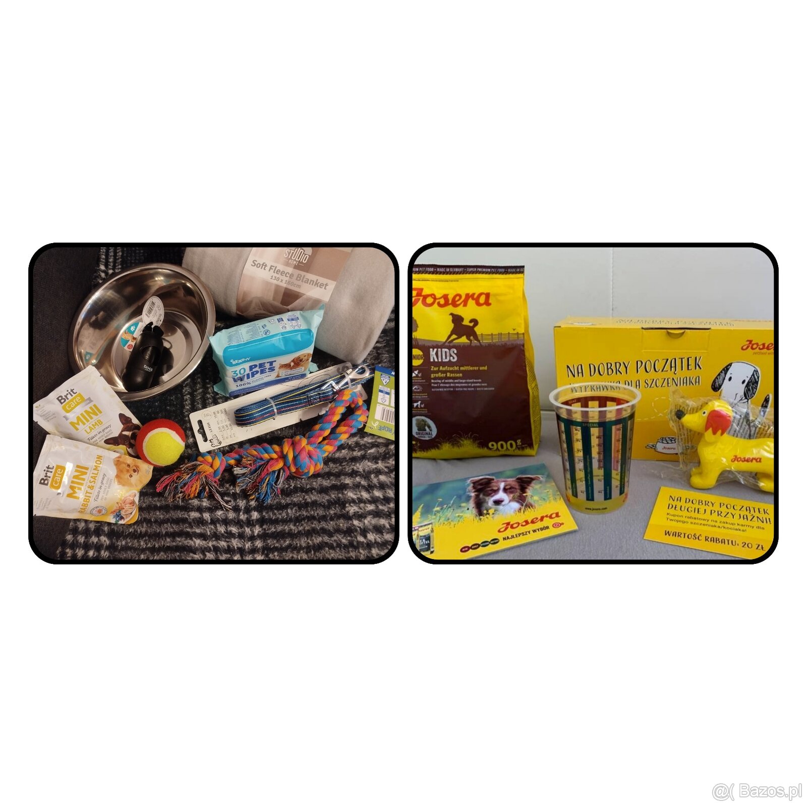 Buldog francuski sunia lilac - 13