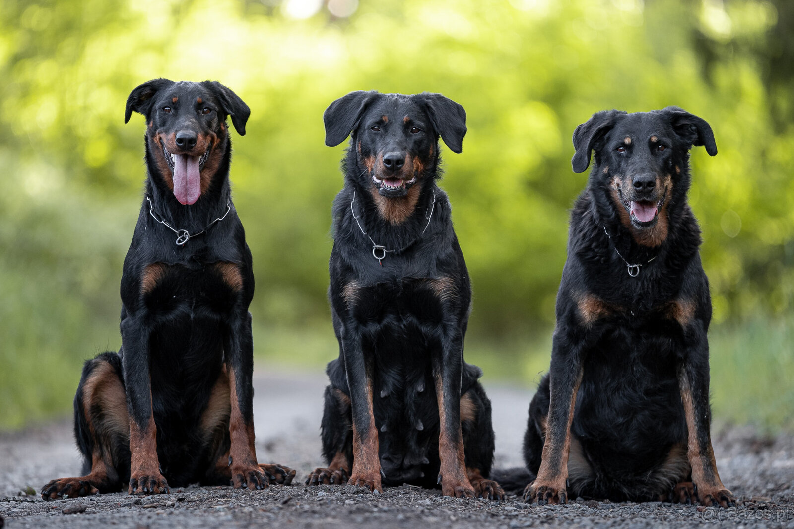 Beauceron - Owczarek francuski z rodowodem - 13