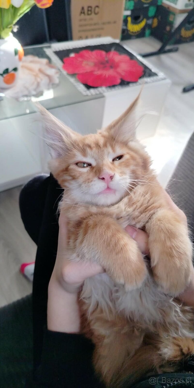 Maine Coon kocięta - 13