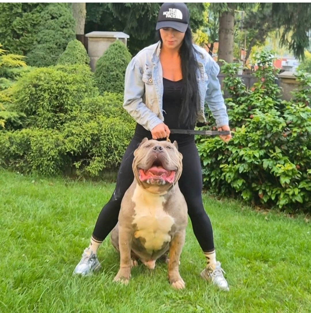 American Bully Xl - 13