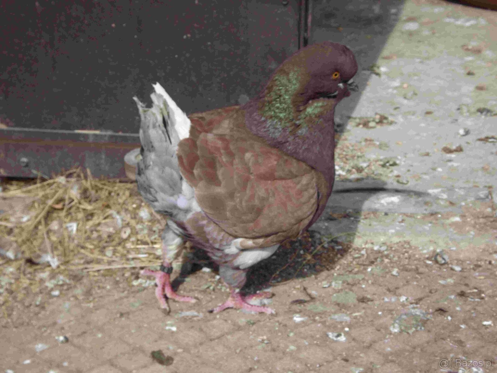 sprzedam gołębie - 13