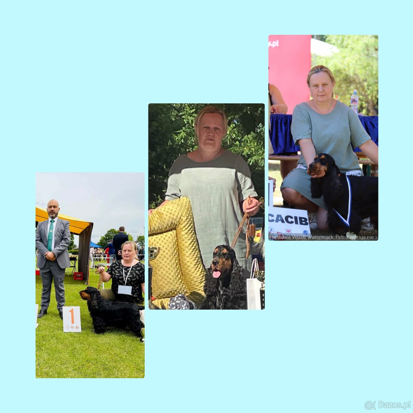 Cocker spaniel angielski - 13