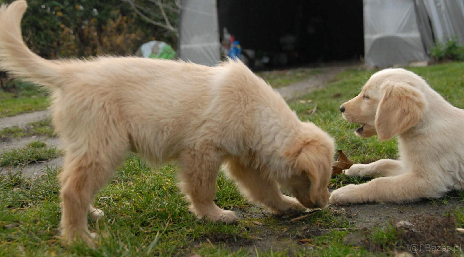 Golden Retriever - 13