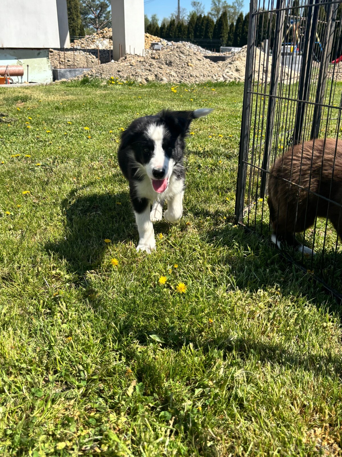 Piesek border collie czarno biały - 13