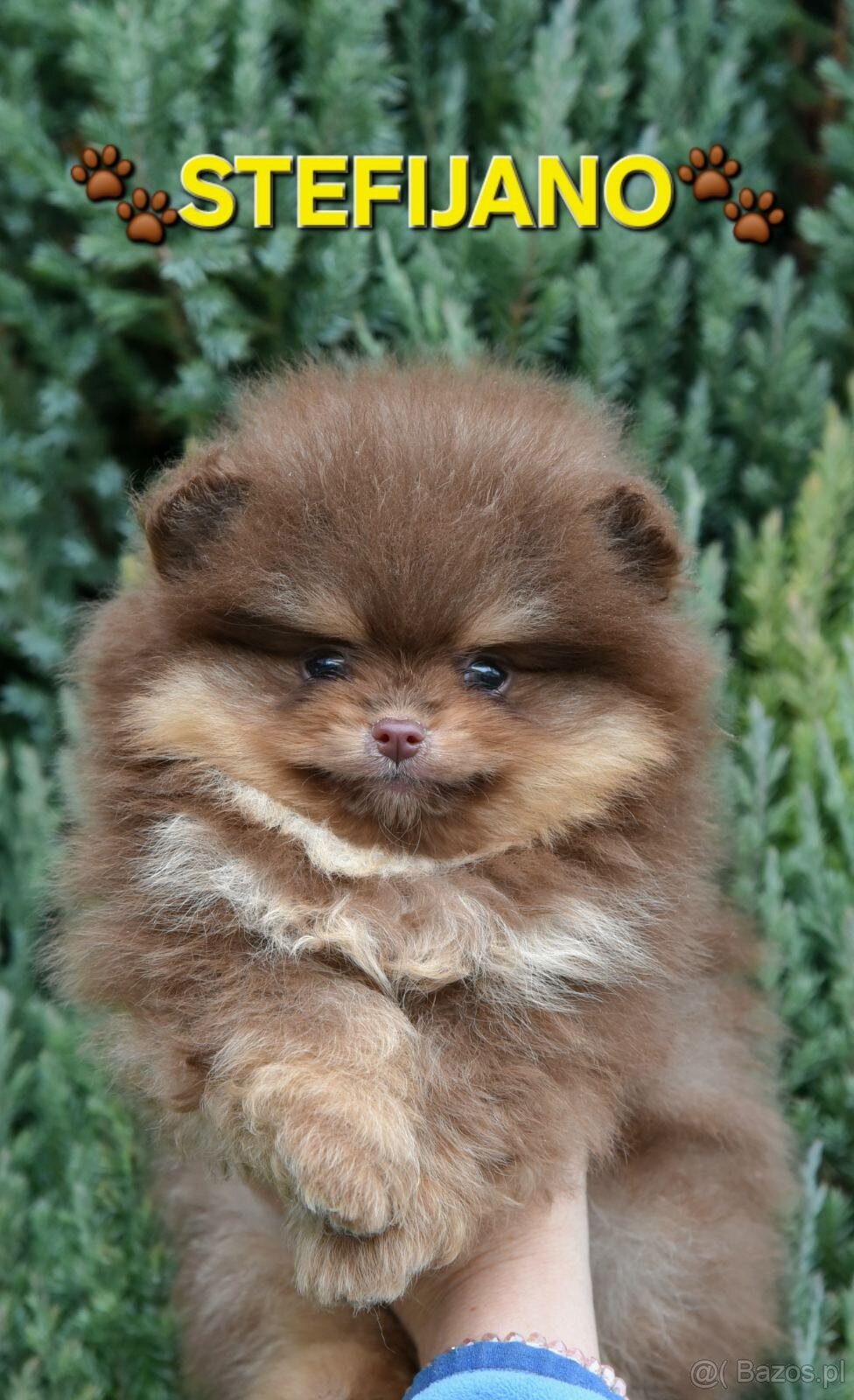 Pomeranian Boo – Szczenięta w kolorze CHOCOLATE & TAN | NOWO - 13