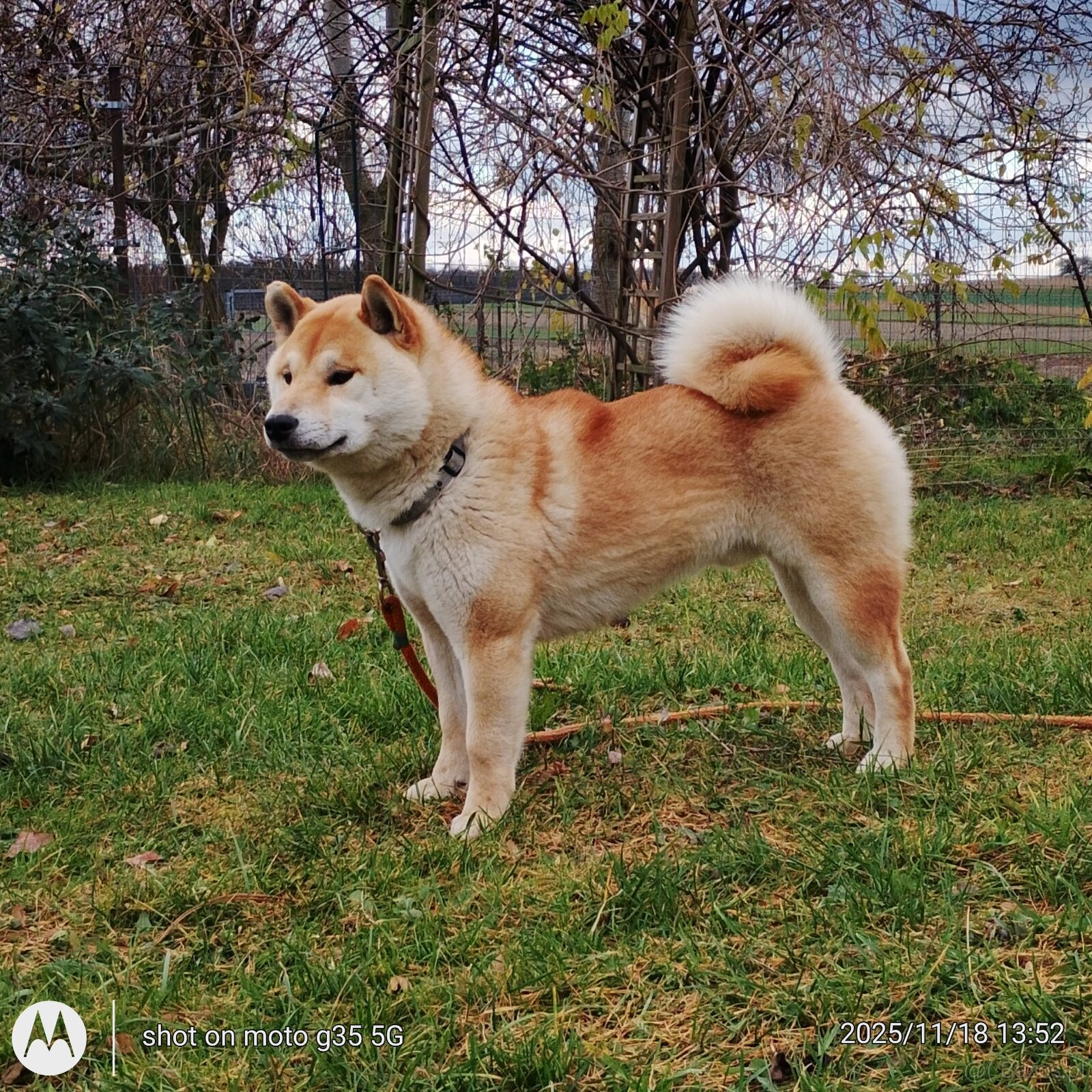 Shiba Inu czerwony sympatyczny piesek - 13