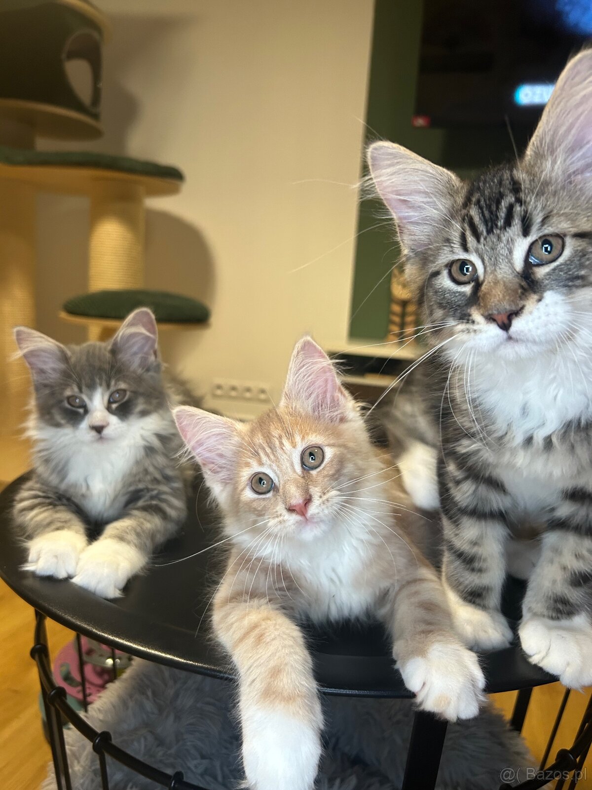 Maine Coon - 13