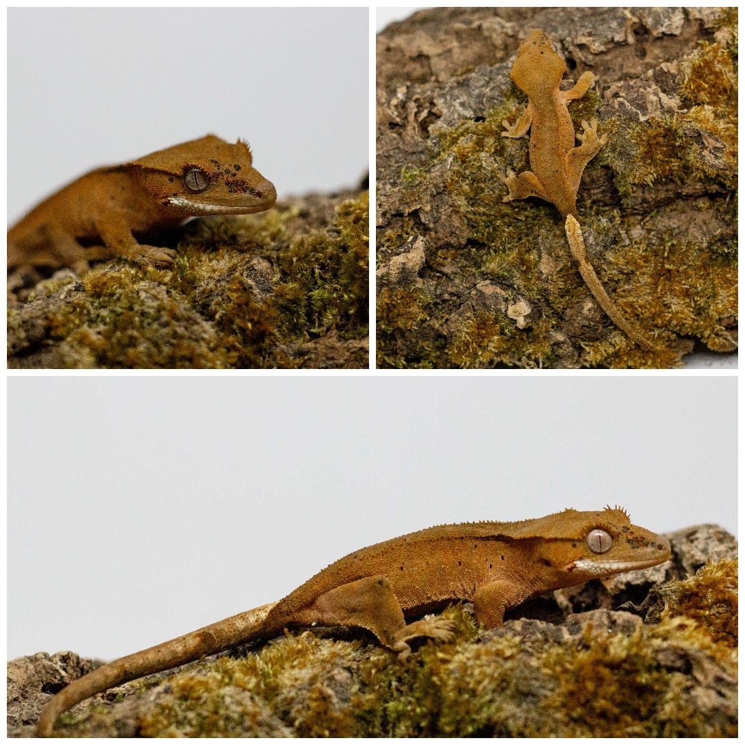 Gekony orzęsione (ciliatus) + akcesoria GeckoSVK - 13