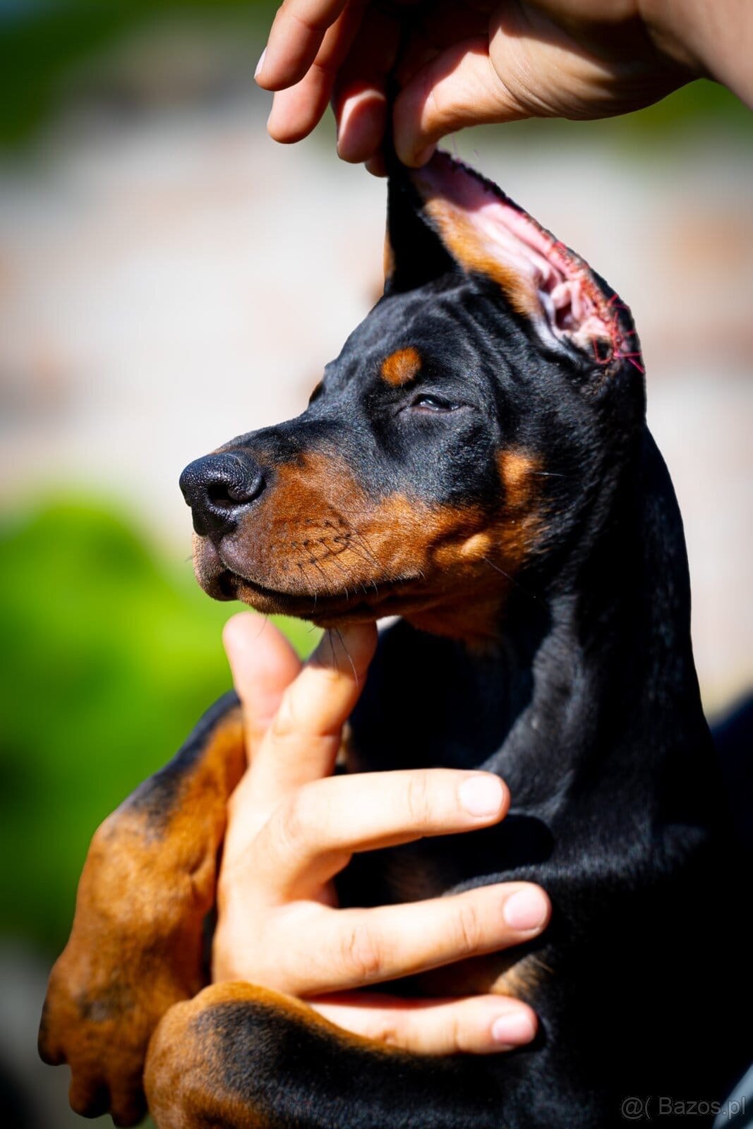 KUPIOWANE SZCZENIĘTA DOBERMANA Z RODOWODEM FCI - 13