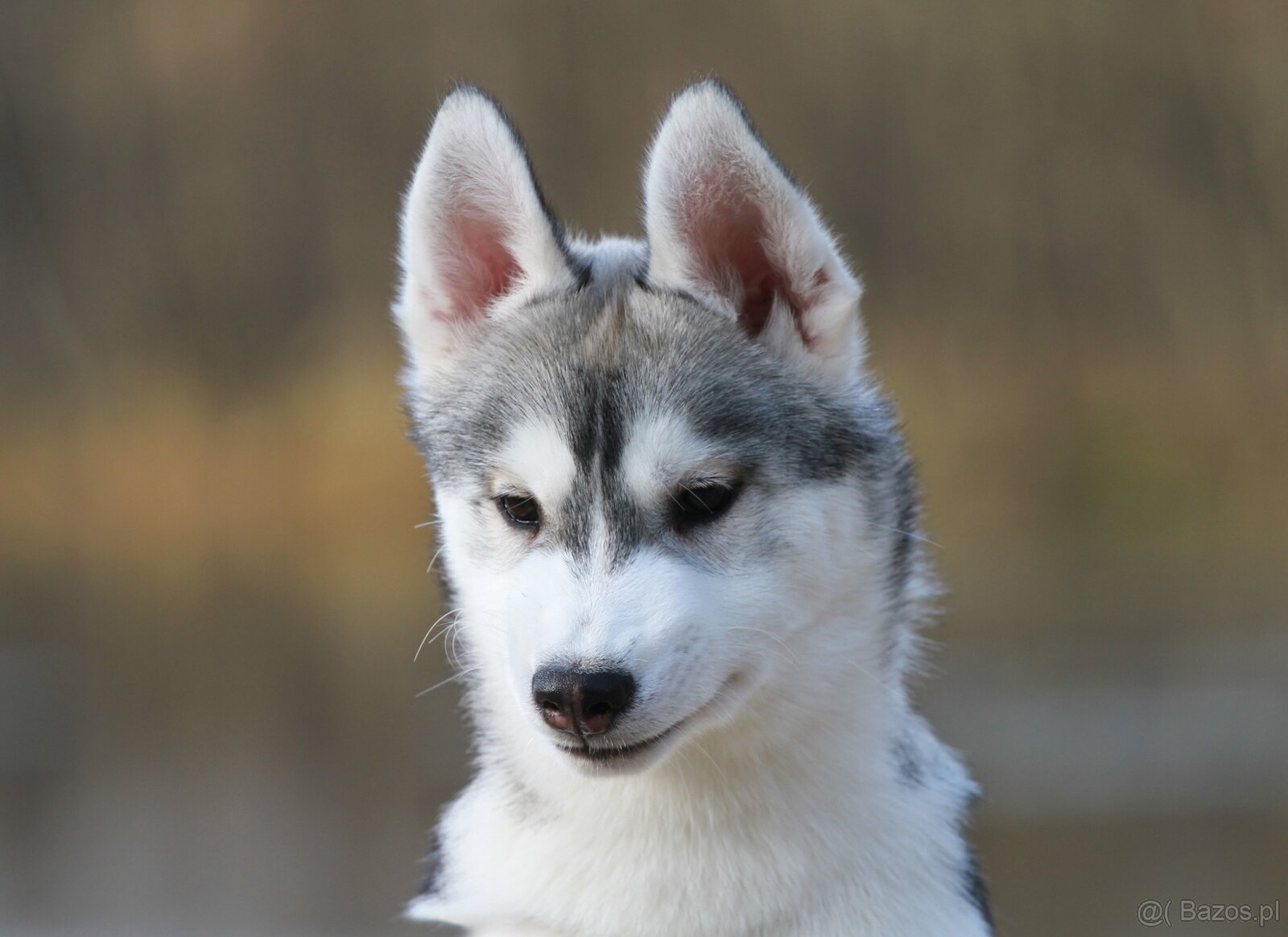 Siberian Husky ZKwP - 13
