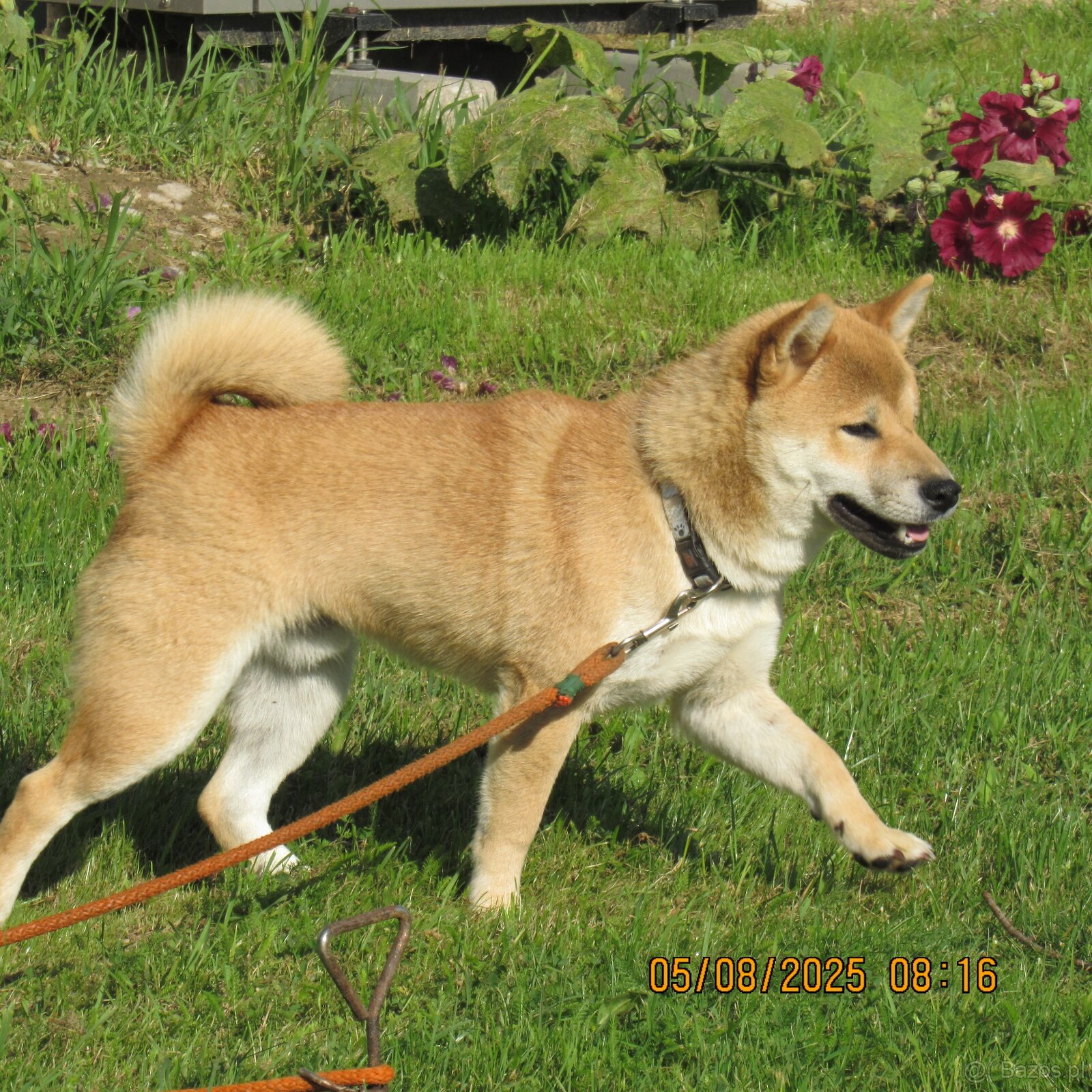 Shiba Inu, czerwony piesek - 13