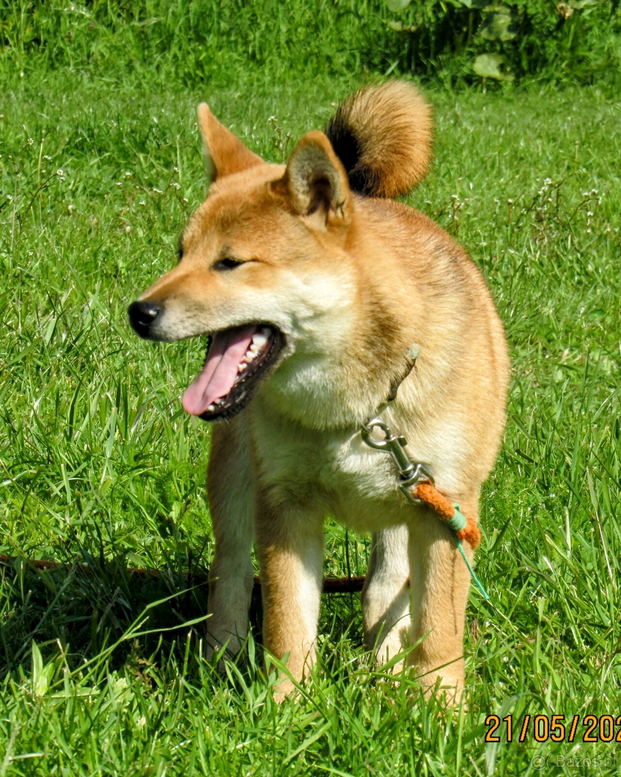 Shiba Inu, czerwony piesek mocno czernią przyprószony - 13