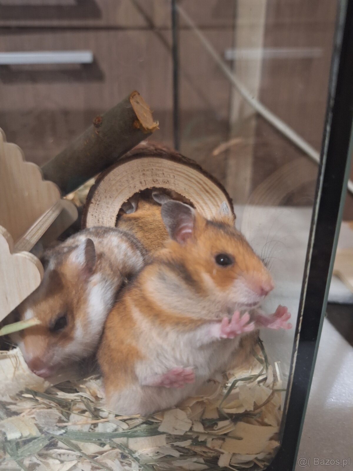 Chomiki Syryjskie 4 tygodniowe - 13