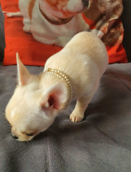 Chihuahua śliczne białe pieski - 13