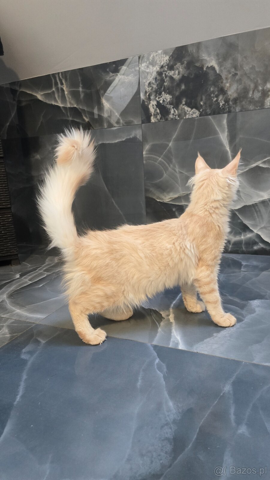 Maine coon - 13