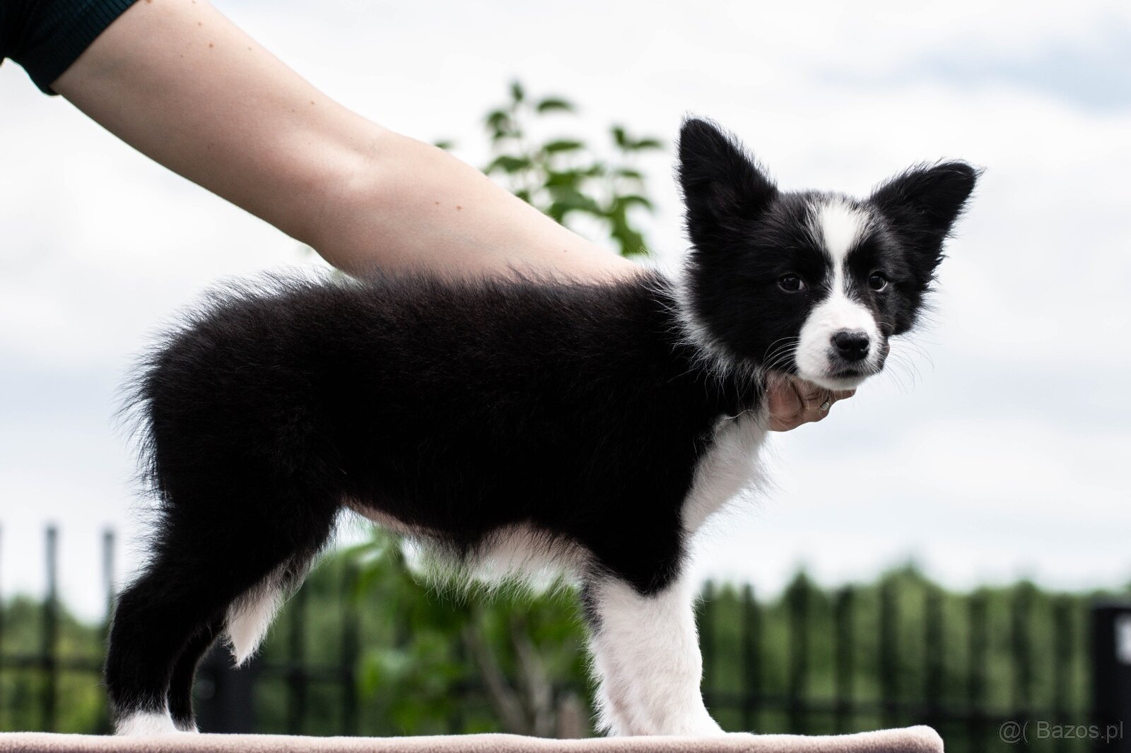 Border collie suczka czarno-biała ZKwP FCI z metryki szczeni - 13