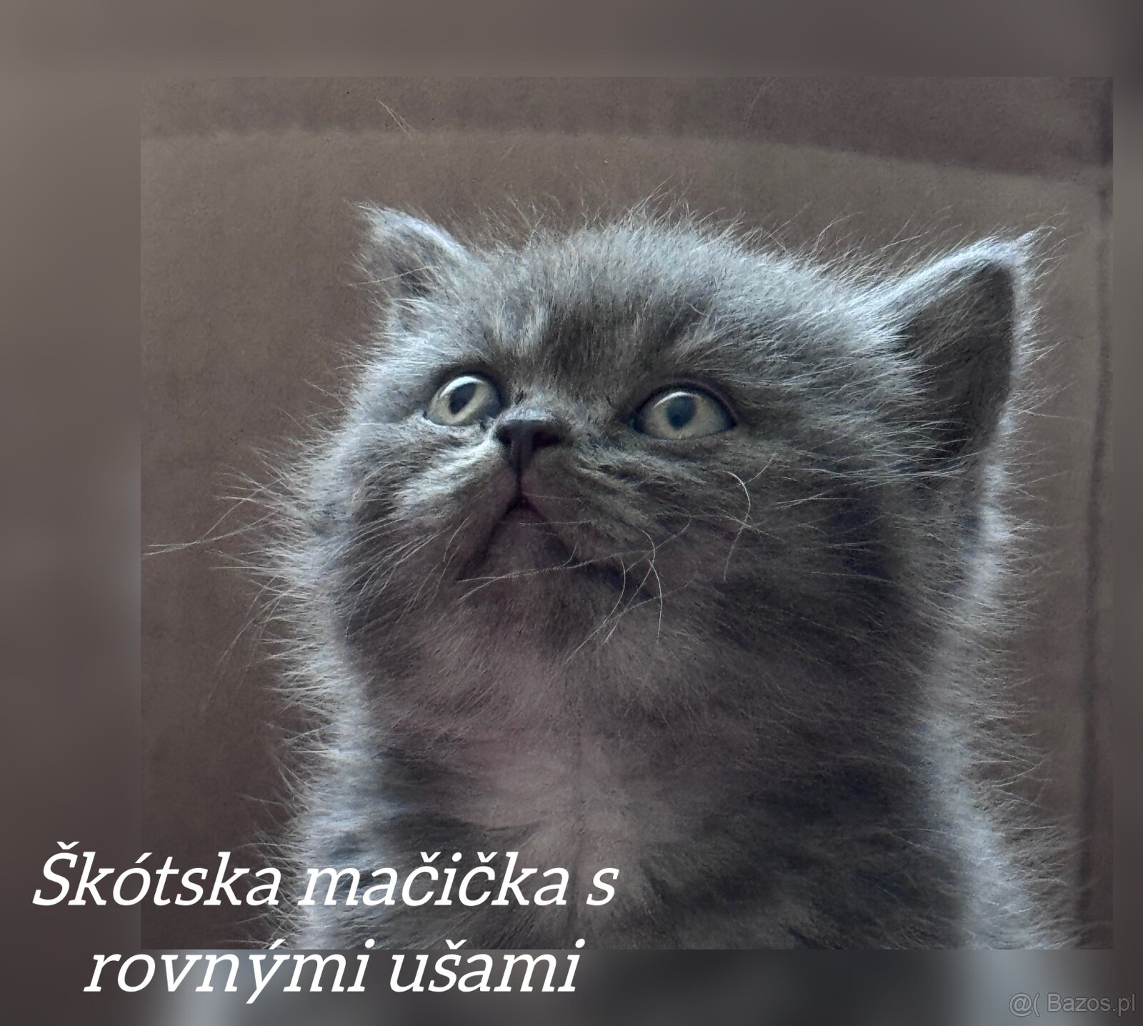 Kocięta szkockie (Scottish) - 13