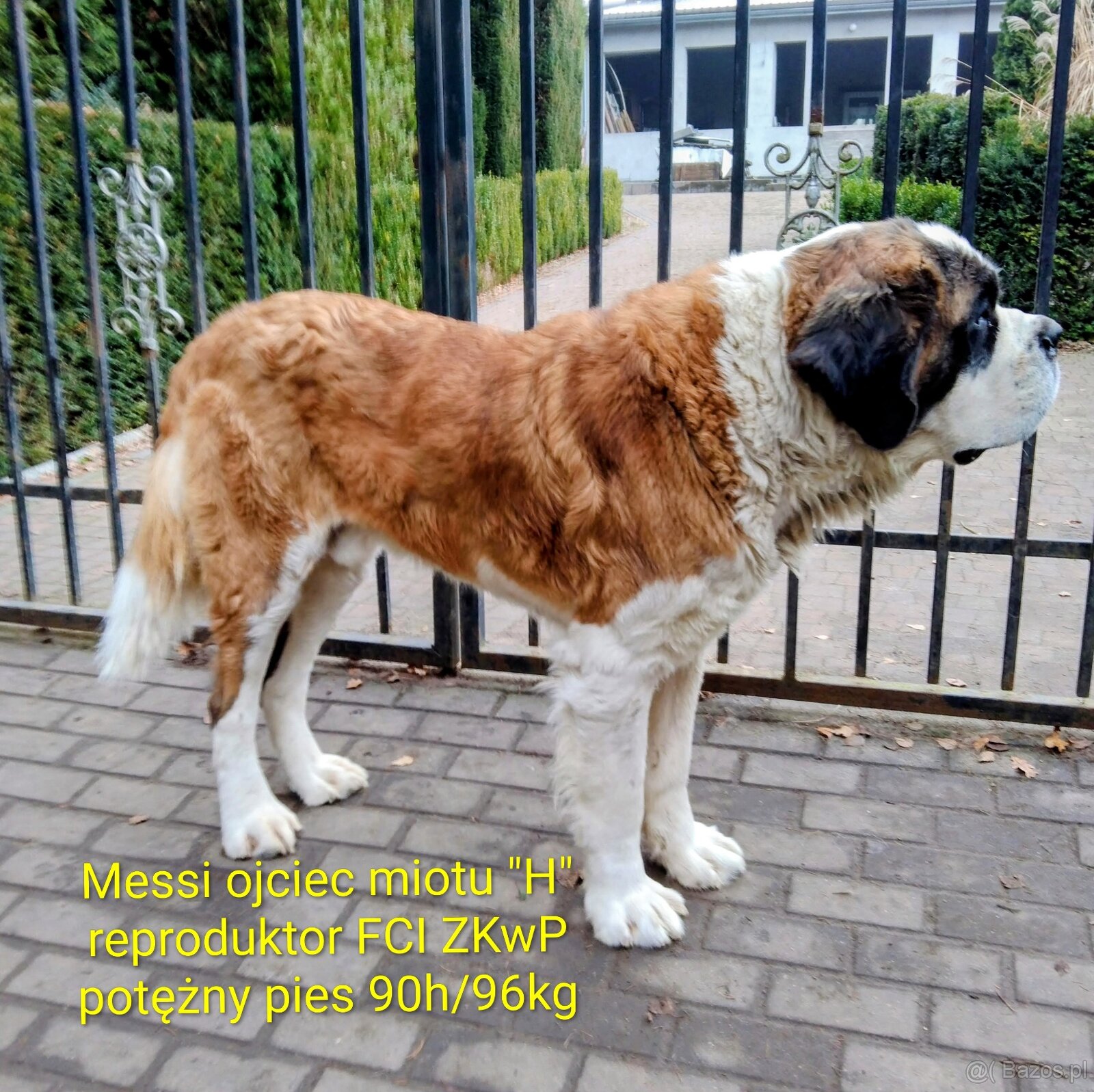 Bernardyn FCI szczeniak dziewczynka - 13