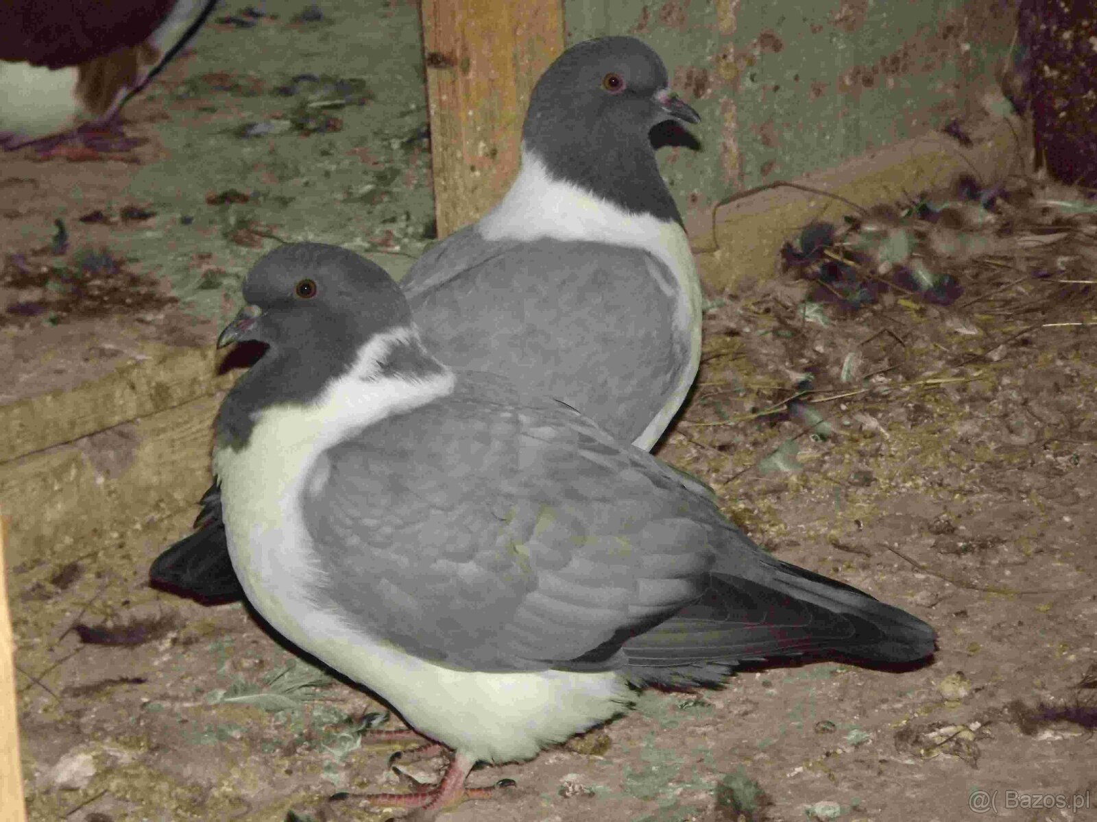 sprzedam gołębie - 13