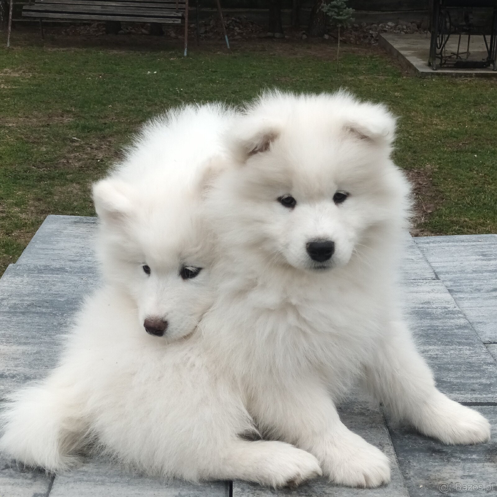 SAMOJED szczenięta - 13