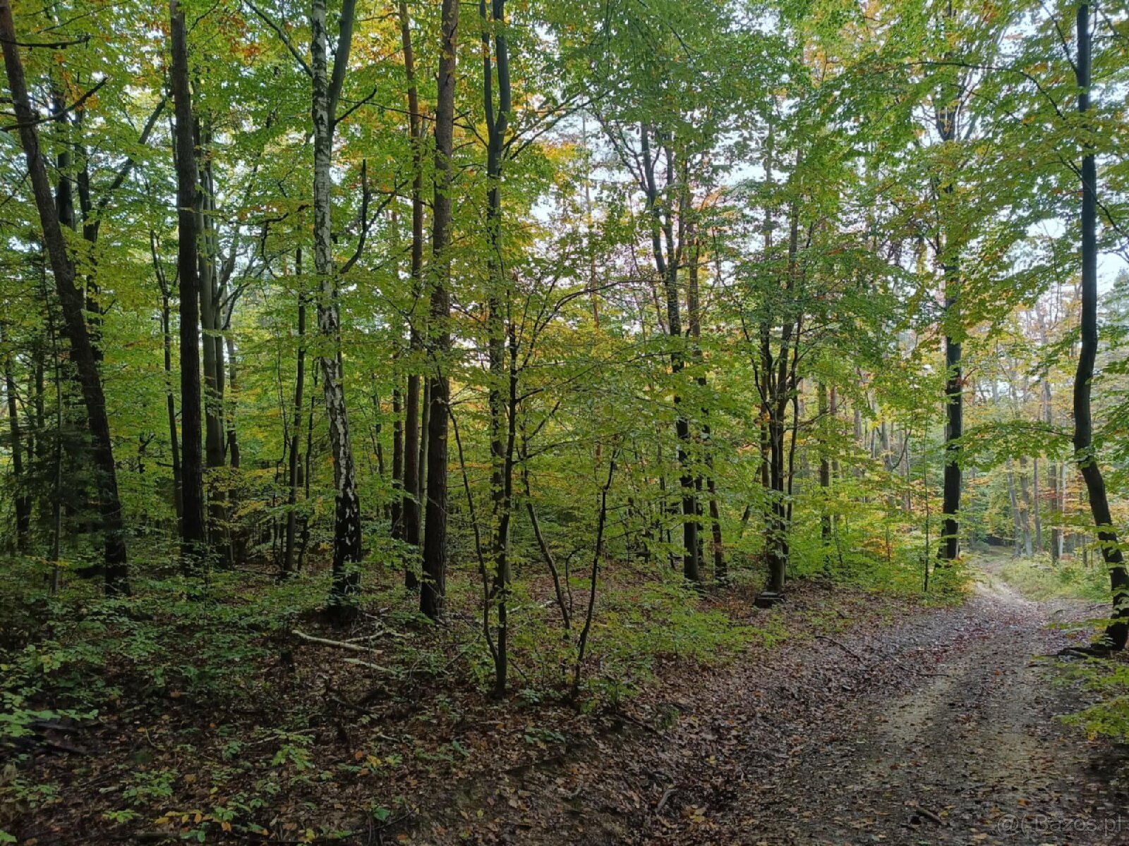 Lipnica Dolna - 7 hektarów 33 ary - 13