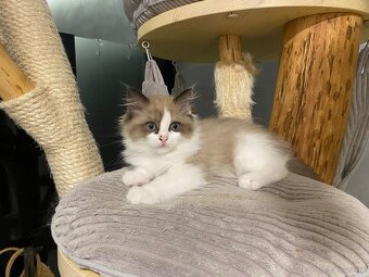 Kocięta Ragdoll - 13