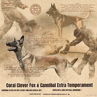 Owczarek belgijski z rodowodem FCI - 13