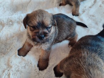 Śliczne suczki i pieski - 13