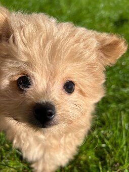 Piesek Pomapoo Maltipoo Miniaturka puchaty miś pies z rodowo - 13