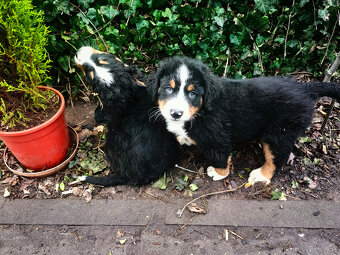 Szczenieta Berneński Pies Pasterski - 13