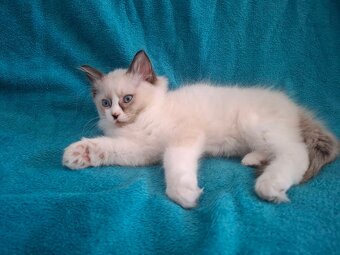 Rodowodowe kocięta Ragdoll - gotowe do zamieszkania - 13