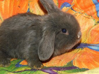 Cudowne baranki mini lop niebieskie - 13