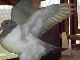 sprzedam gołębie - 13