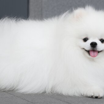 SZPIC MINIATUROWY POMERANIAN PIĘKNE SUNIE I PIESKI - 13