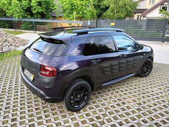 C 4 cactus - 13
