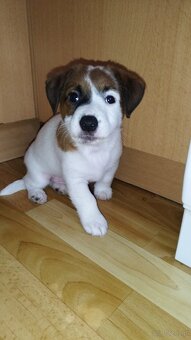 Szczeniaki Jack Russell terrier - 13