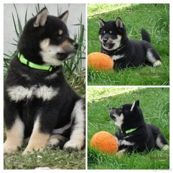 Shiba Inu + Nowy miot + Rezerwacja szczeniąt - 13