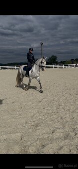 Kladruby Biały - 13