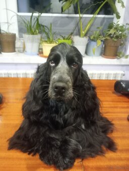 Zapowiedź miotu Cocker spaniel angielski - 13