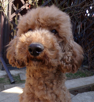 Cockapoo F1, ostatni piesek, czarny - 13