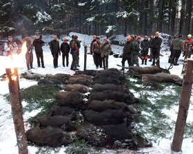 Reproduktory rasy GOŃCZY POLSKI użytkowe zapraszają suczki - 13