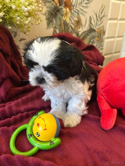 Shihtzu - 13