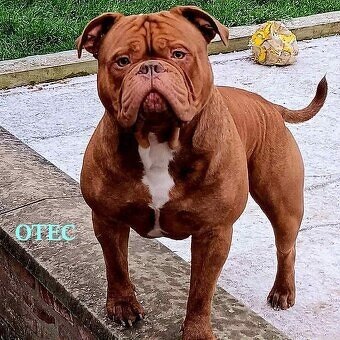 Buldog Staroangielski - Old English Bulldog - 13