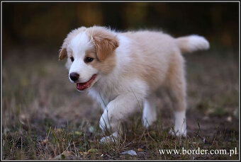 szczeniaki Border Collie psy suczki rodowód ZKwP FCI - 13