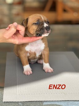 Amstaff - 13