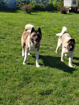 Akita - 13